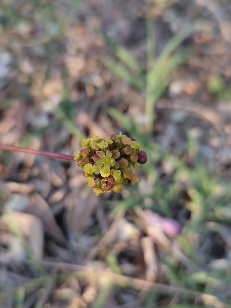 Ampelopsis meicana photo 5