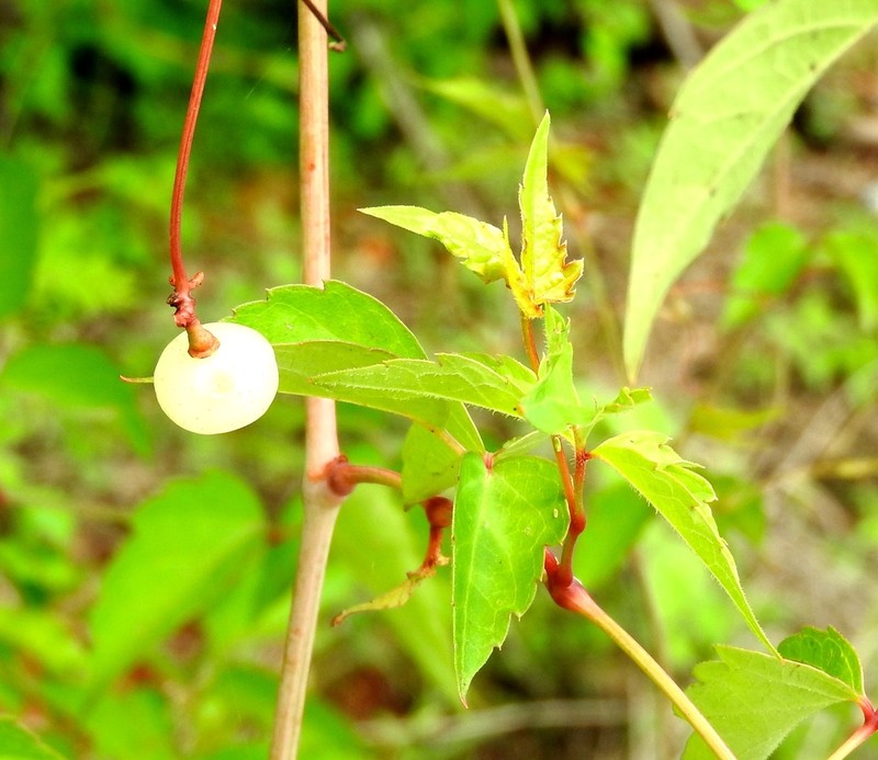Ampelopsis meicana photo 6
