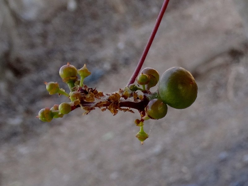 Ampelopsis meicana photo 8