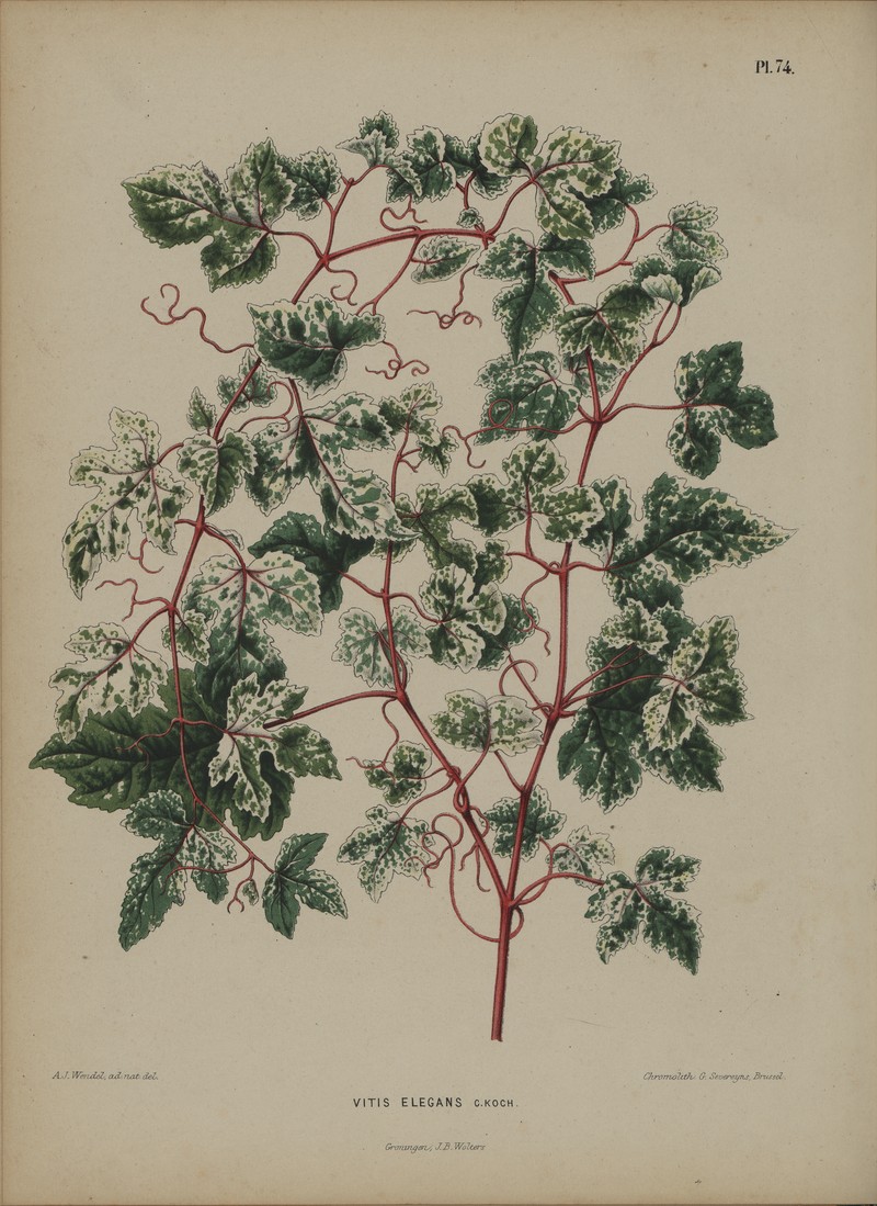 Ampelopsis glandulosa photo 2