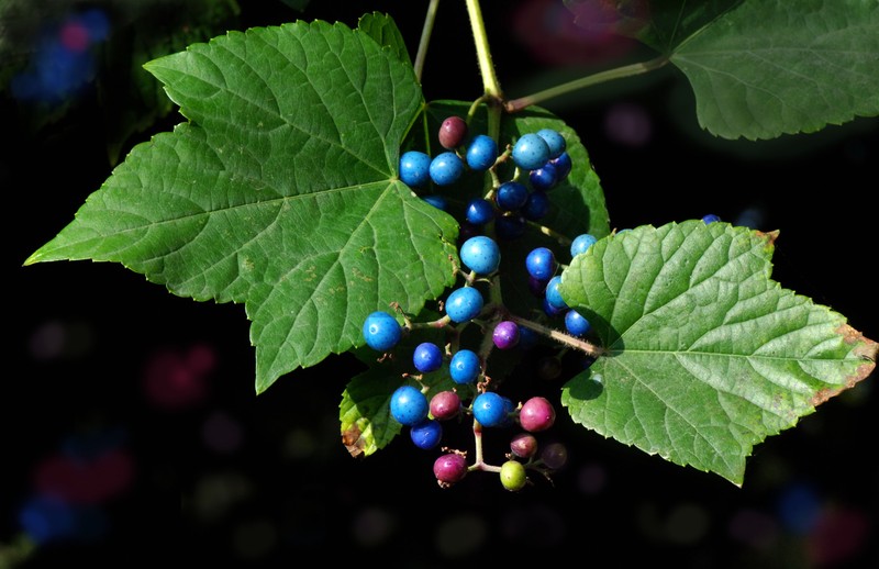 Ampelopsis glandulosa photo 3
