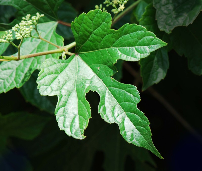 Ampelopsis glandulosa photo 4