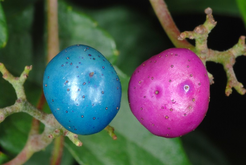 Ampelopsis glandulosa photo 5