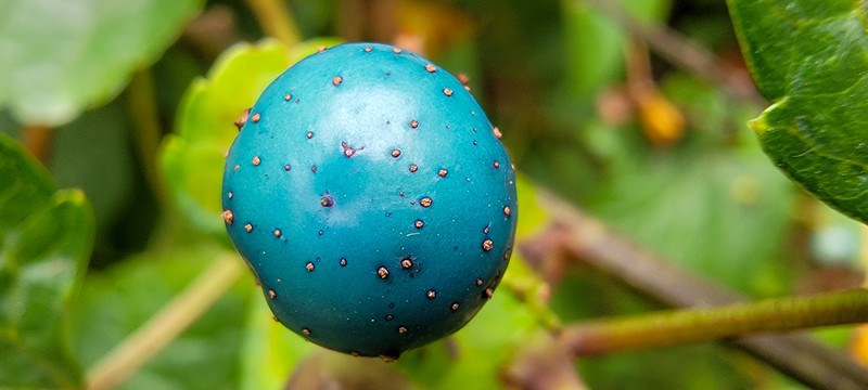 Ampelopsis glandulosa photo 6