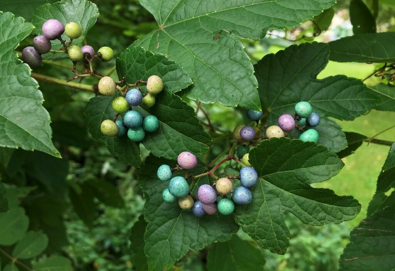 Ampelopsis glandulosa photo 8