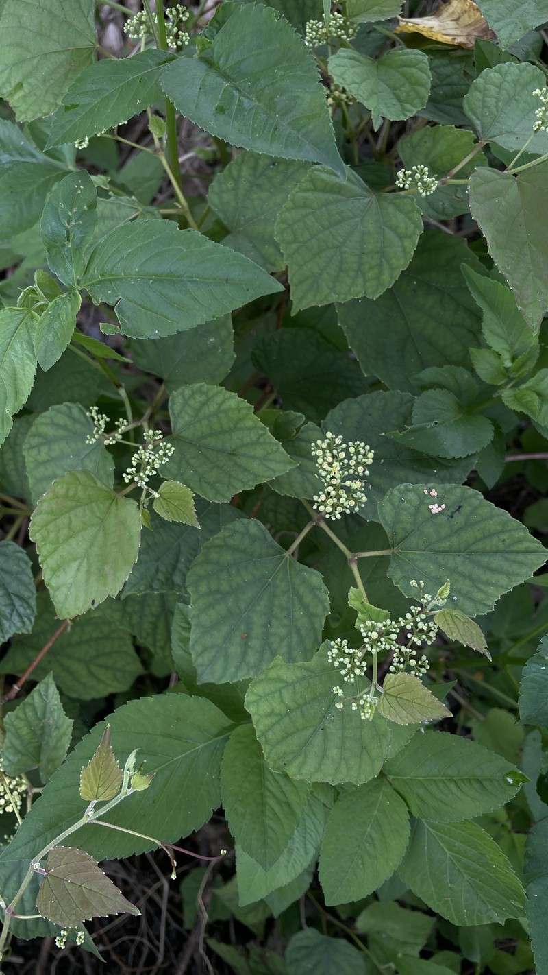 Ampelopsis glandulosa var. glandulosa