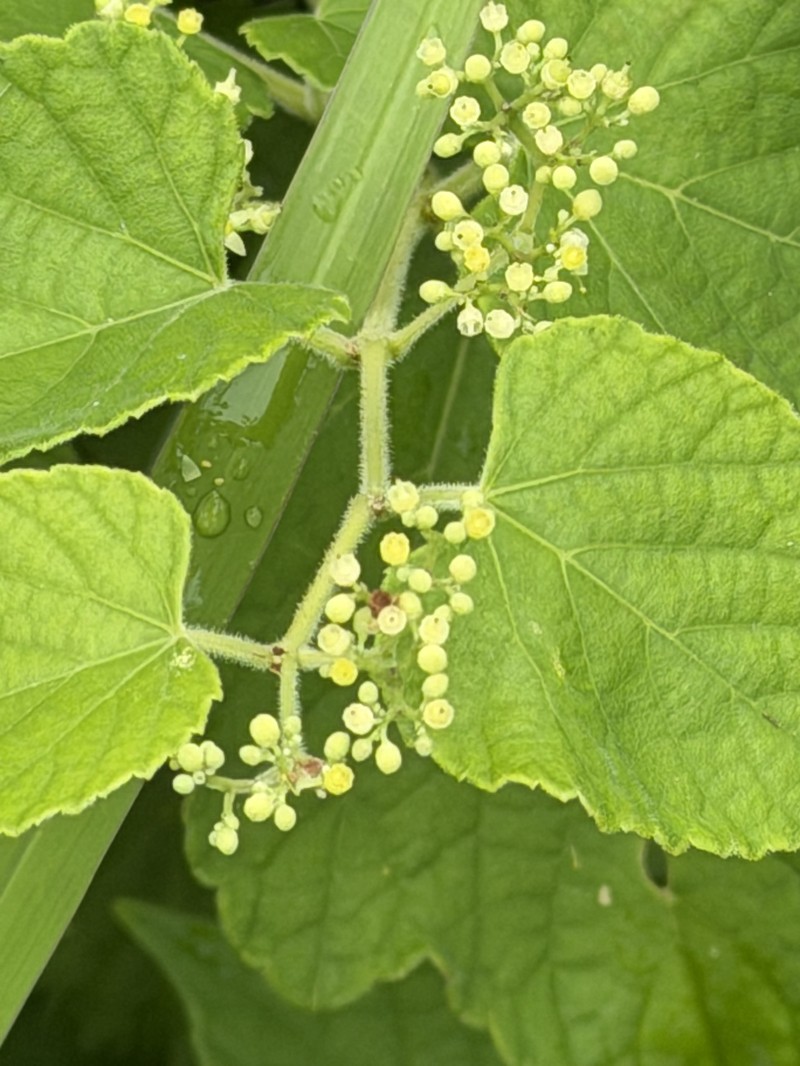 Ampelopsis glandulosa var. glandulosa photo 2