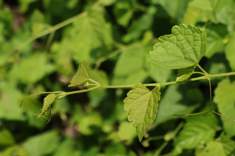 Ampelopsis glandulosa var. glandulosa photo 3