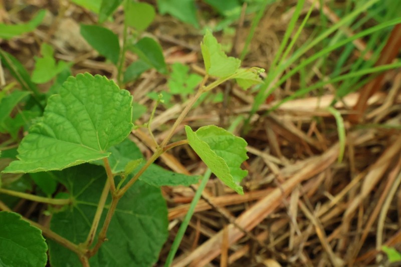 Ampelopsis glandulosa var. glandulosa photo 4