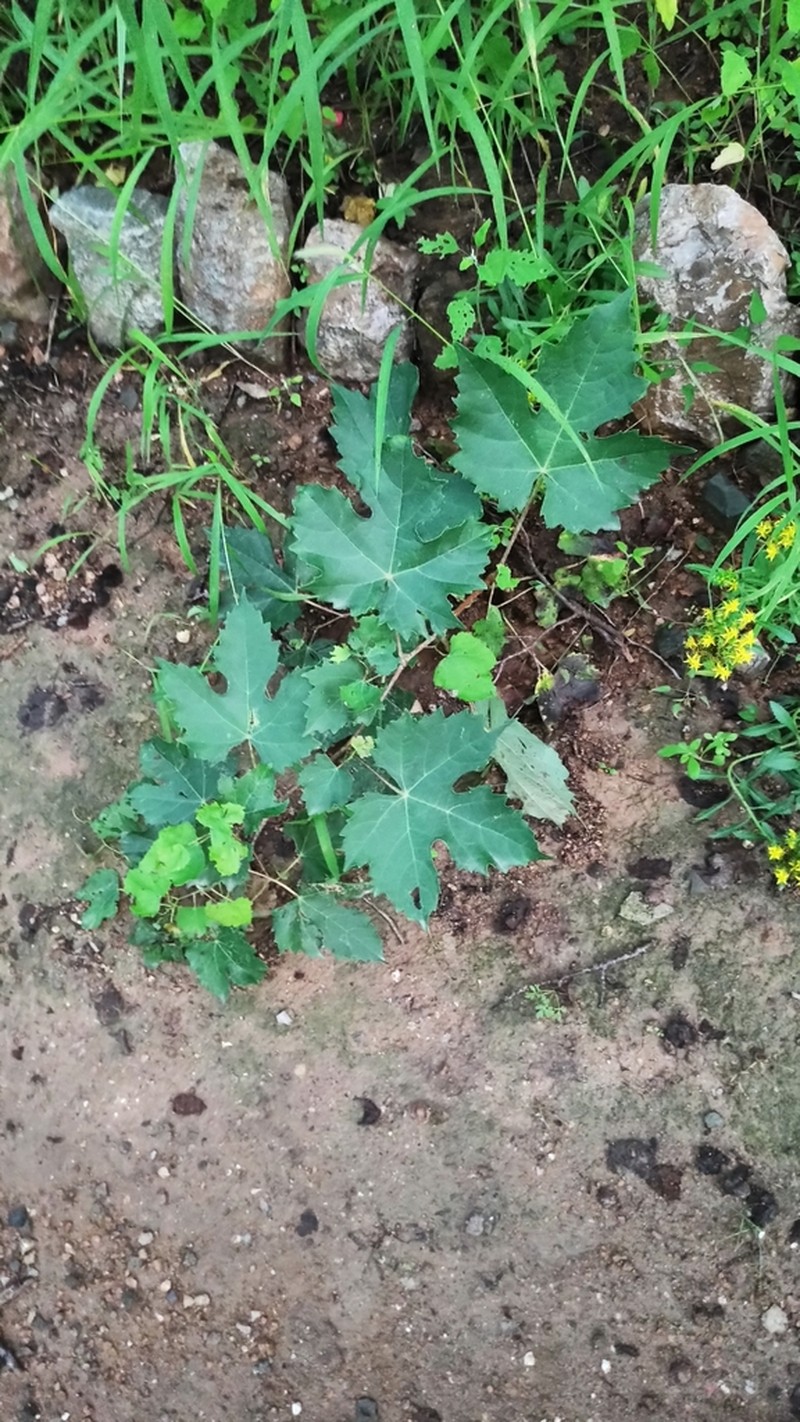 Ampelopsis humulifolia photo 2
