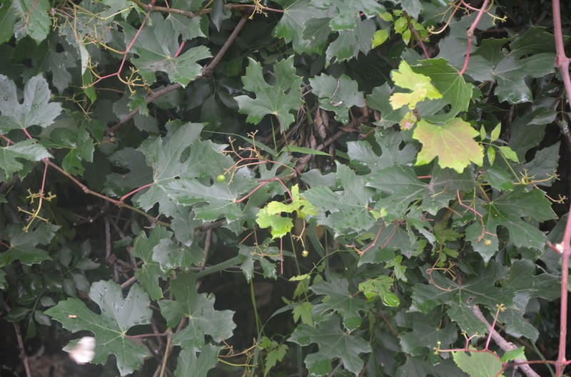 Ampelopsis humulifolia photo 3