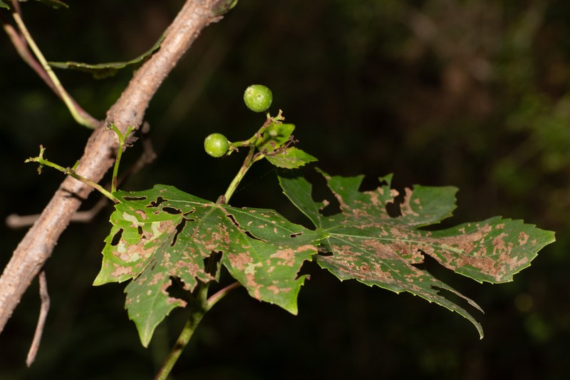 Ampelopsis humulifolia photo 4