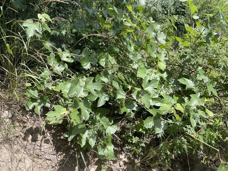 Ampelopsis humulifolia photo 5
