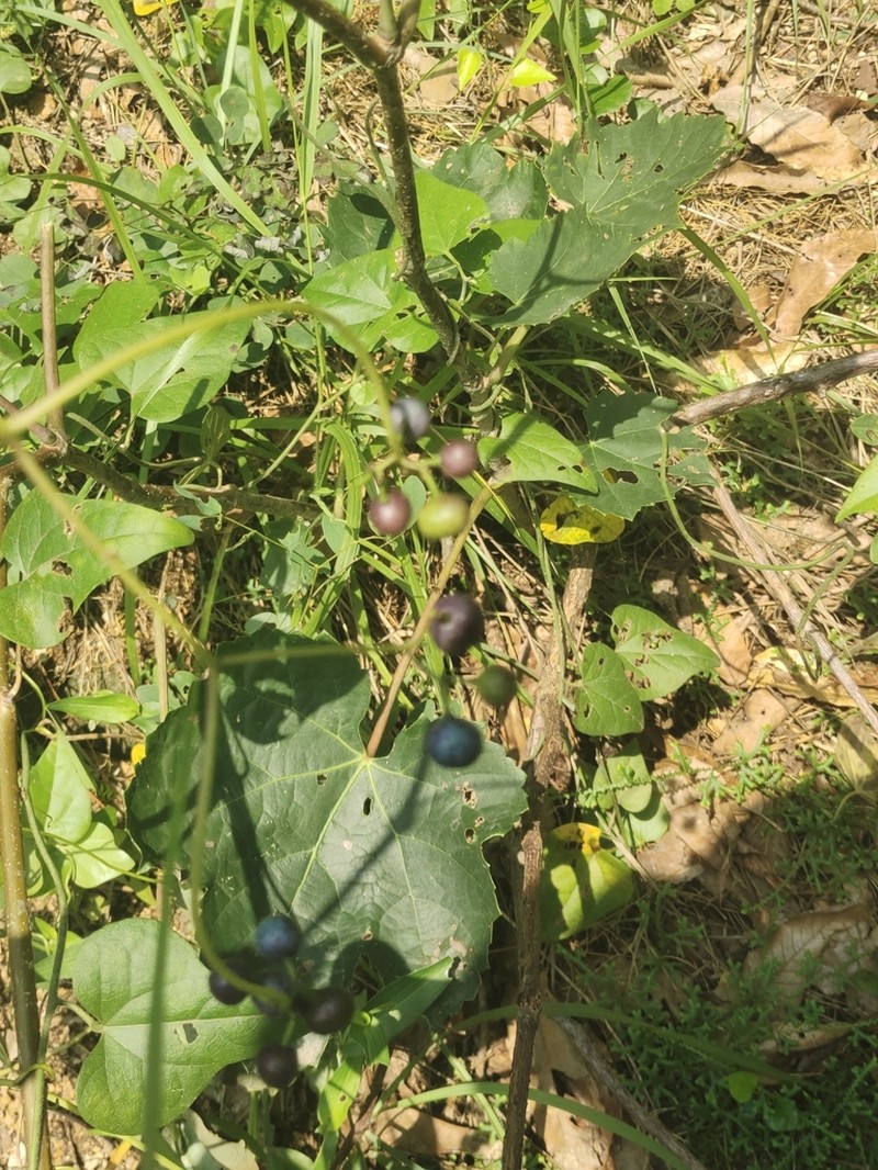 Ampelopsis humulifolia photo 6