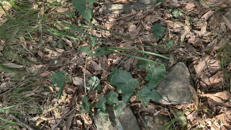 Ampelopsis humulifolia photo 7