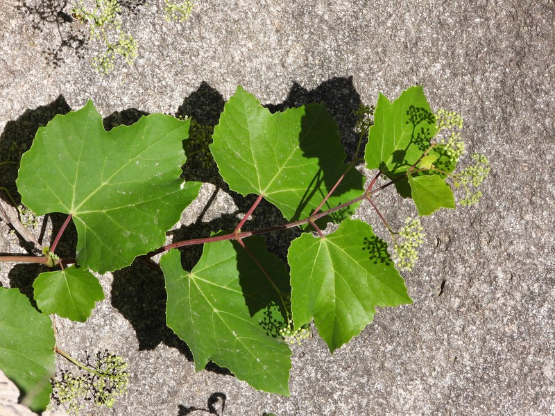Ampelopsis humulifolia photo 8