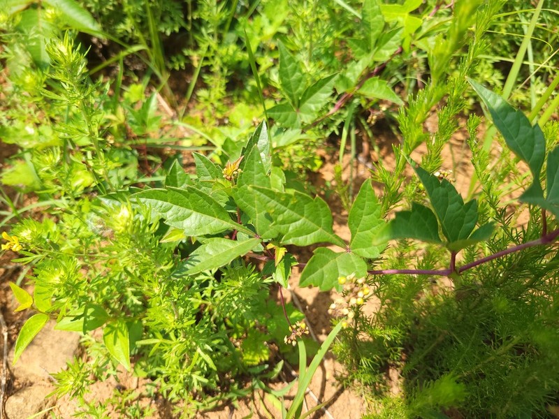 Ampelopsis japonica photo 2