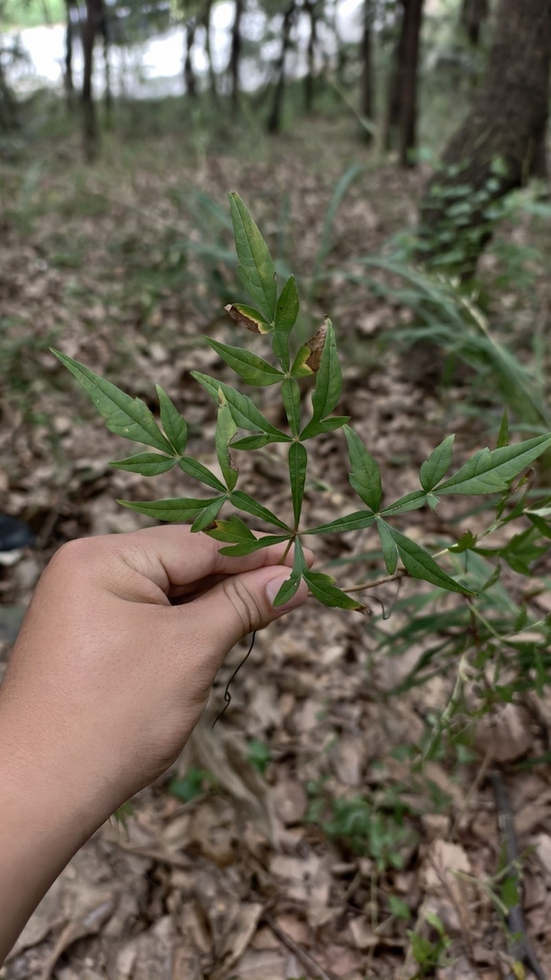 Ampelopsis japonica photo 4
