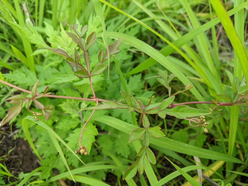 Ampelopsis japonica photo 5