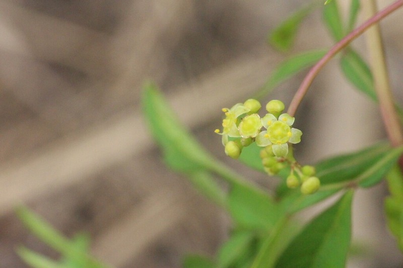 Ampelopsis japonica photo 6