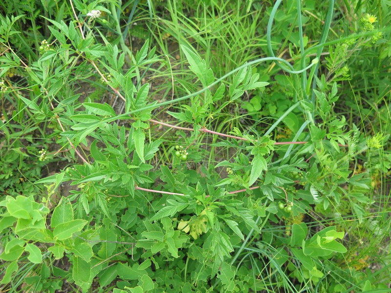 Ampelopsis japonica photo 7