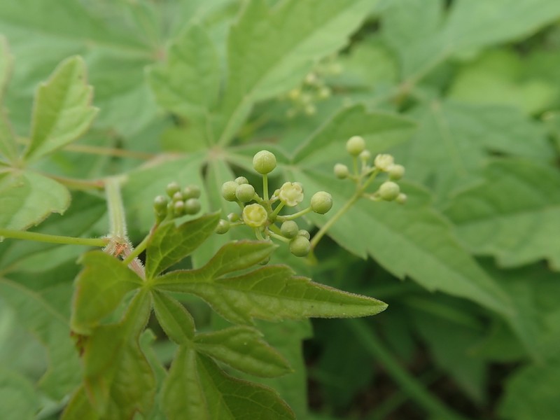 Ampelopsis japonica photo 8