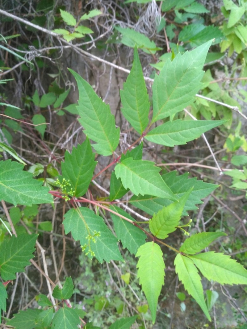 Ampelopsis orientalis photo 2