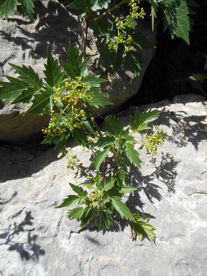 Ampelopsis orientalis photo 4