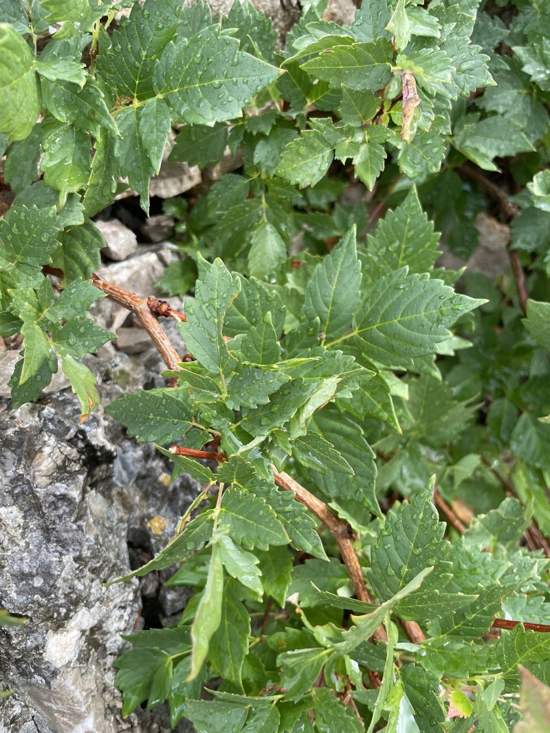 Ampelopsis orientalis photo 5
