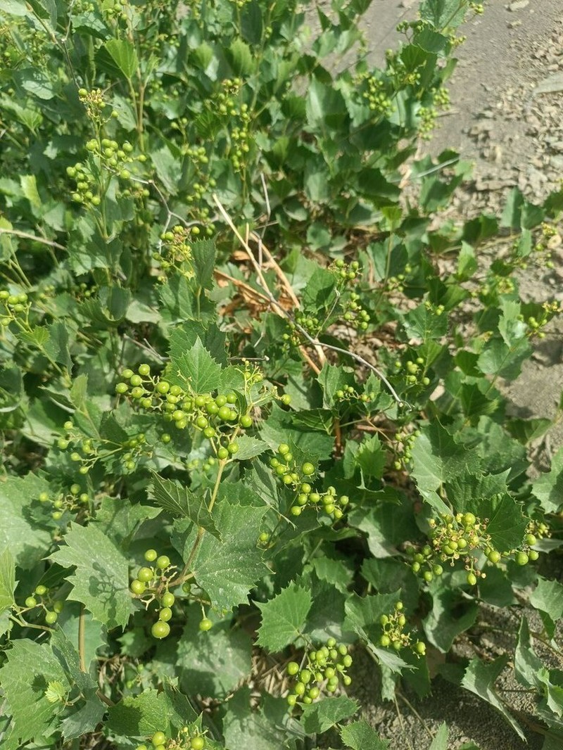 Ampelopsis vitifolia photo 2