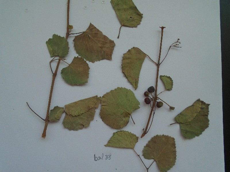 Ampelopsis vitifolia photo 5