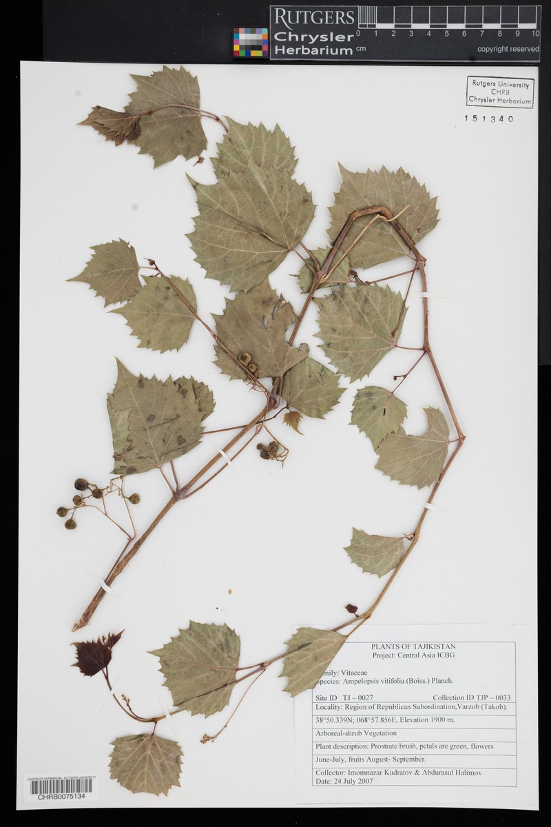 Ampelopsis vitifolia photo 6