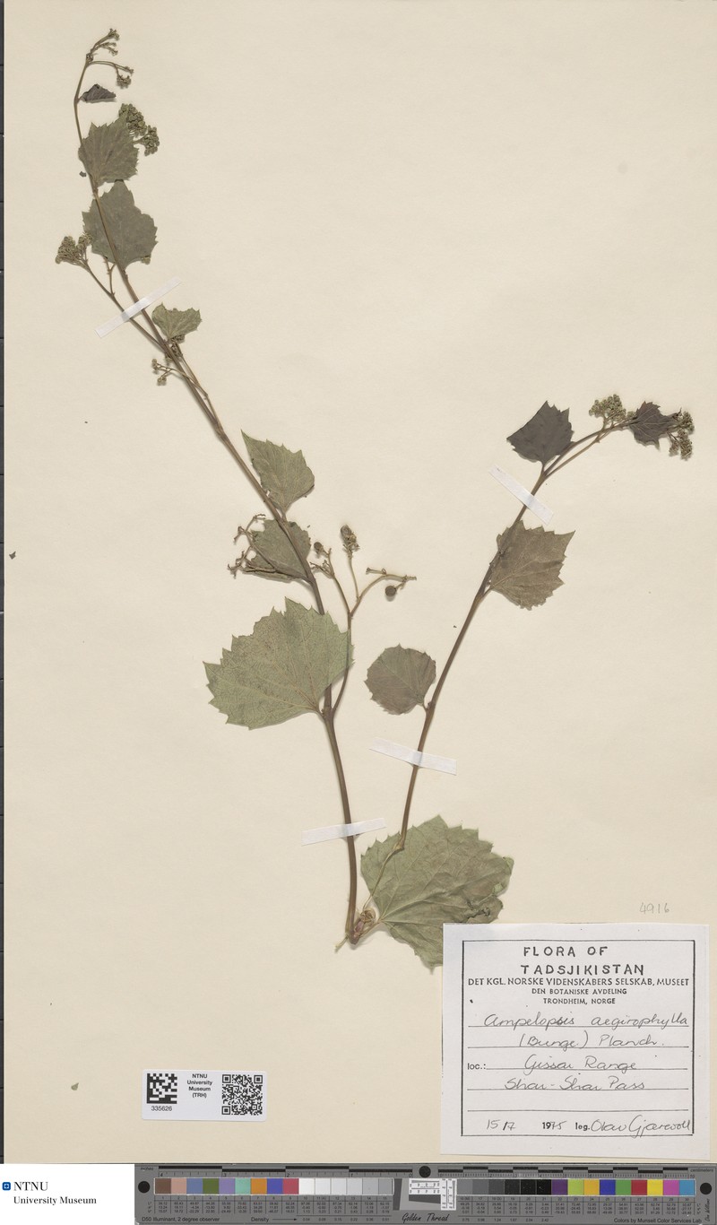 Ampelopsis vitifolia photo 7