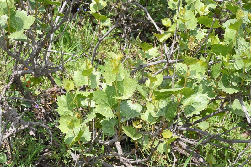 Ampelopsis vitifolia subsp. vitifolia