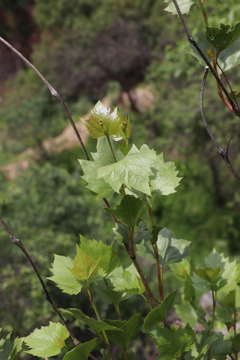 Ampelopsis vitifolia subsp. vitifolia photo 2