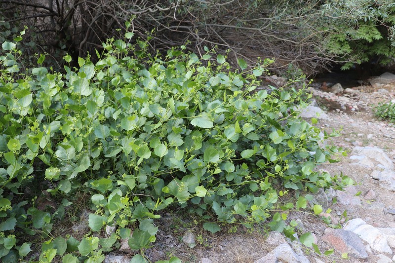 Ampelopsis vitifolia subsp. vitifolia photo 3