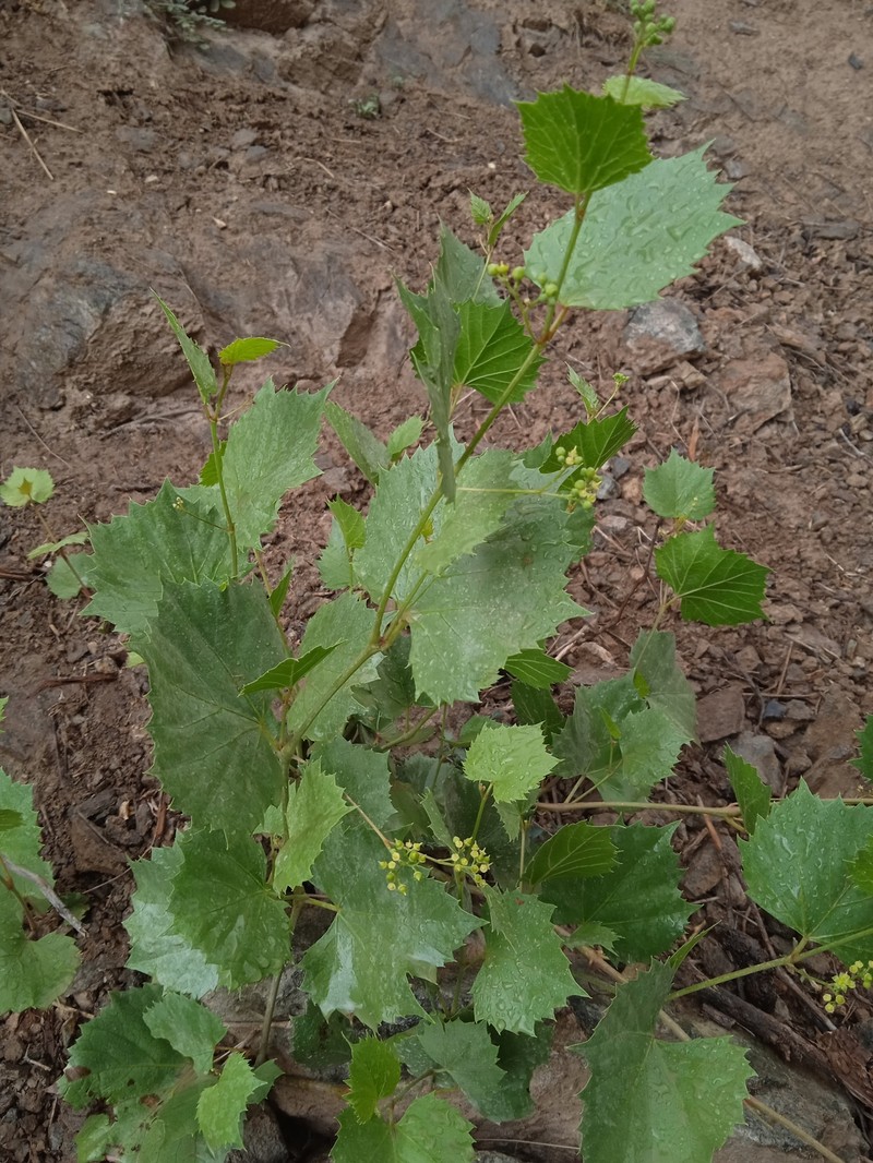 Ampelopsis vitifolia subsp. vitifolia photo 4