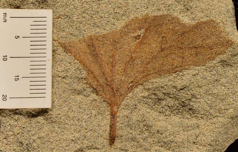 Ampelopsis wangii