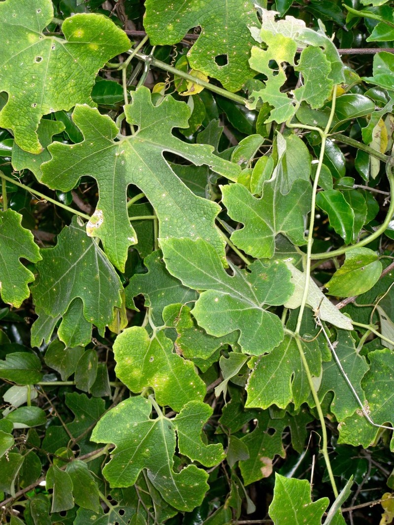 Ampelosycios bosseri