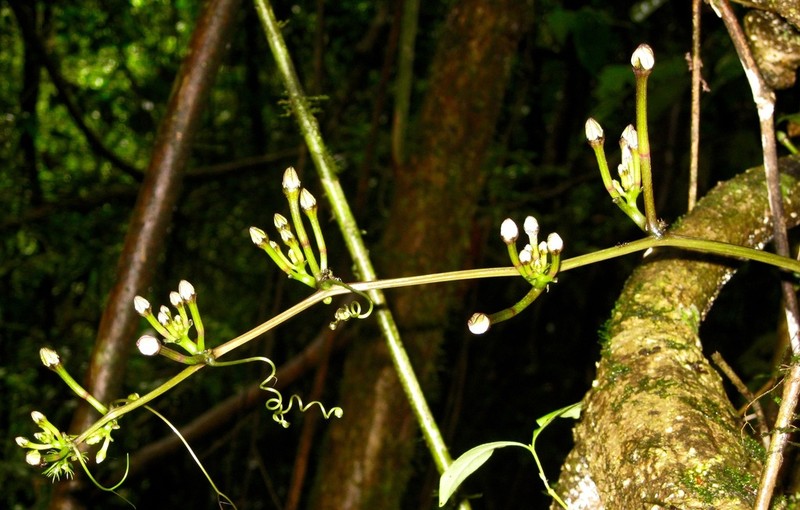 Ampelosycios humblotii