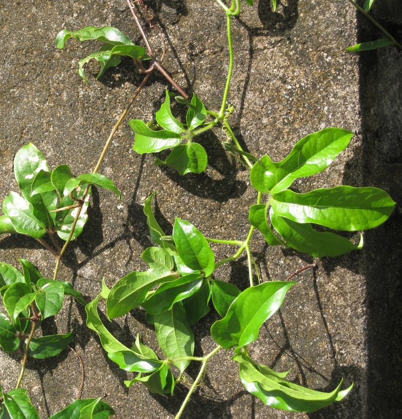Ampelosycios scandens
