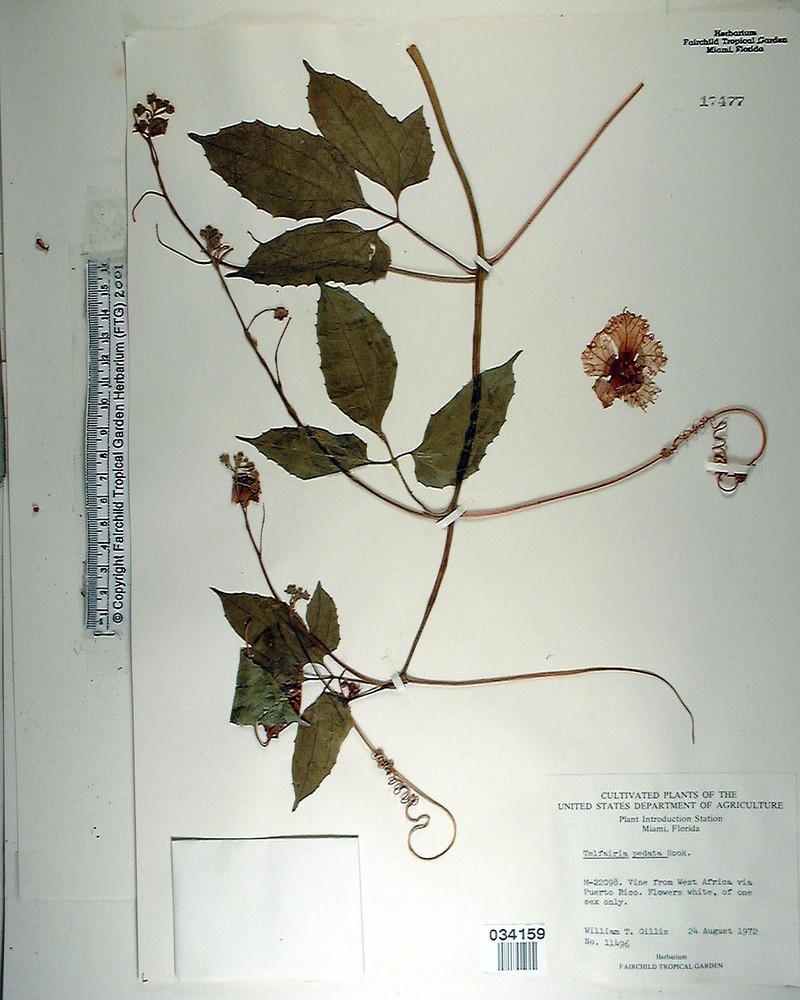 Ampelosycios scandens photo 2