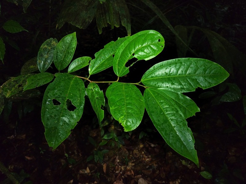 Ampelozizyphus amazonicus