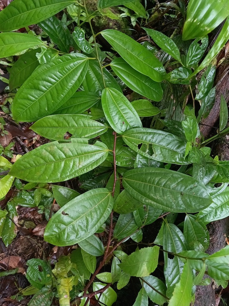 Ampelozizyphus amazonicus photo 5