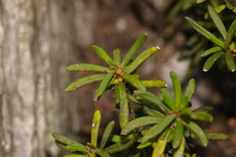 Amperea conferta