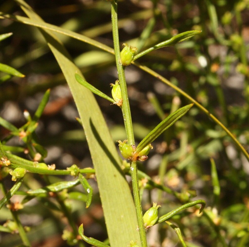 Amperea ericoides