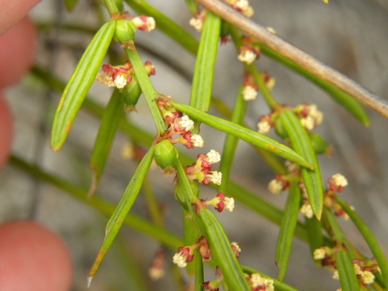 Amperea ericoides photo 4