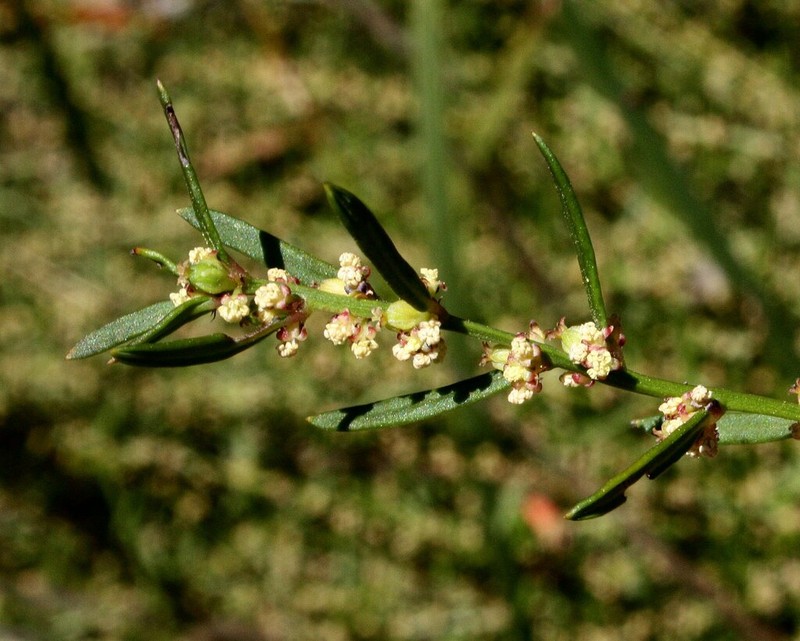 Amperea ericoides photo 5