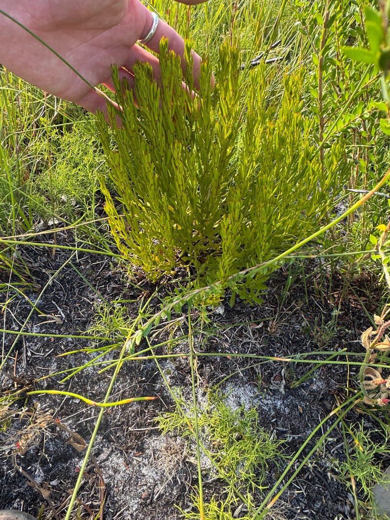 Amperea ericoides photo 6