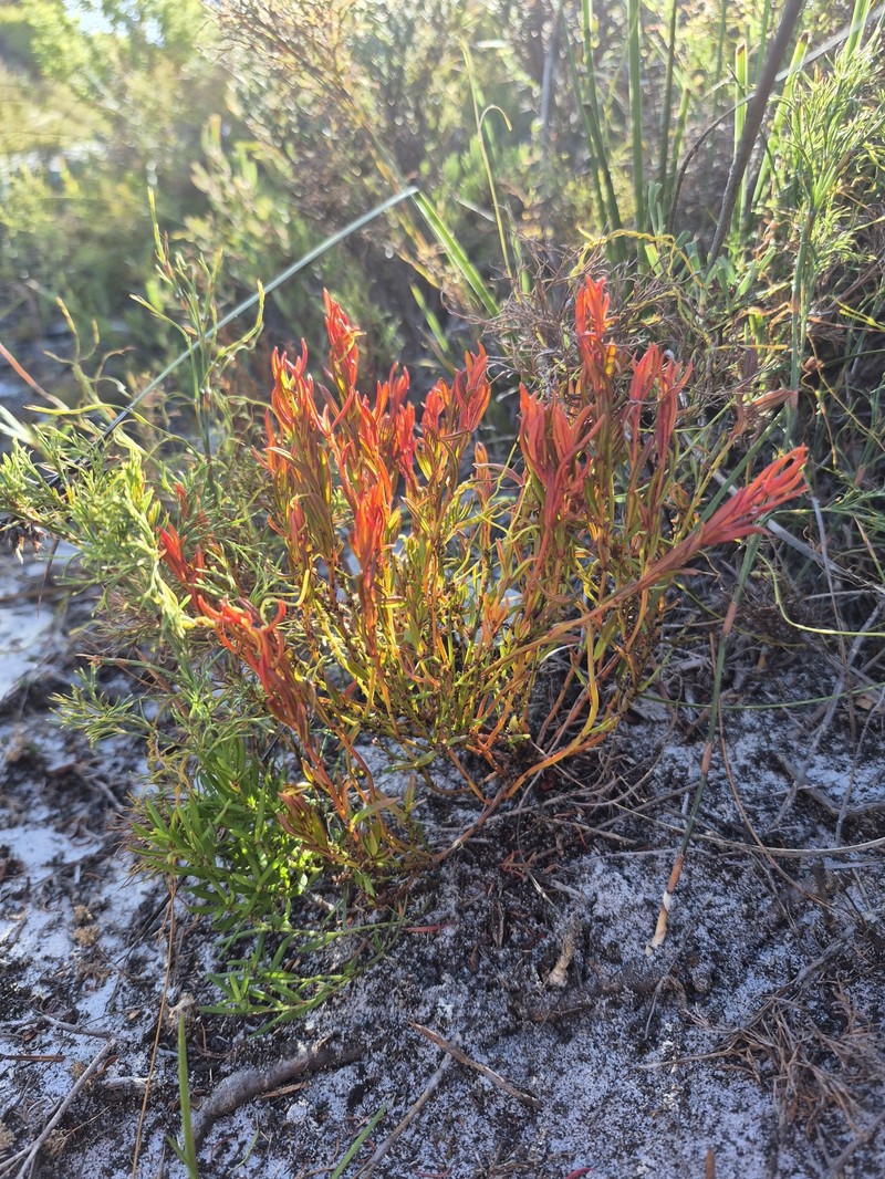 Amperea ericoides photo 7